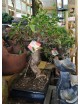 BONSAI 16 AÑOS FICUS RETUSA