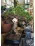 BONSAI 16 AÑOS FICUS RETUSA