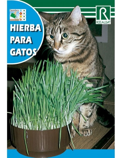 HIERBA PARA GATOS