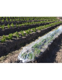 INVERNADERO CON SUELO (PARA PLANTACION DIRECTA)