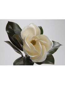 MAGNOLIA GRANDIFLORA H45