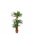 DRACENA ARTIFICIAL 145 CM