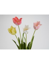 TULIPAN BEAUTY A64