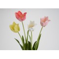 TULIPAN BEAUTY A64