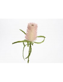 BANKSIA BAXTERI H76 BLANCO