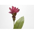 CÚRCUMA TROPICA H62 FUXIA