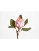 PROTEA ROYAL H56 ROSA