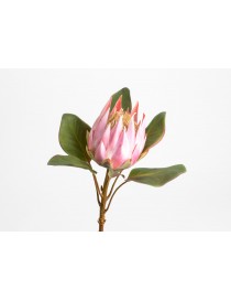 PROTEA ROYAL H56 ROSA