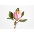 PROTEA ROYAL H56 ROSA