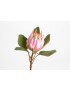 PROTEA ROYAL H56 ROSA