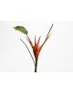 ANTHURIUM SPRAY H83 CORAL