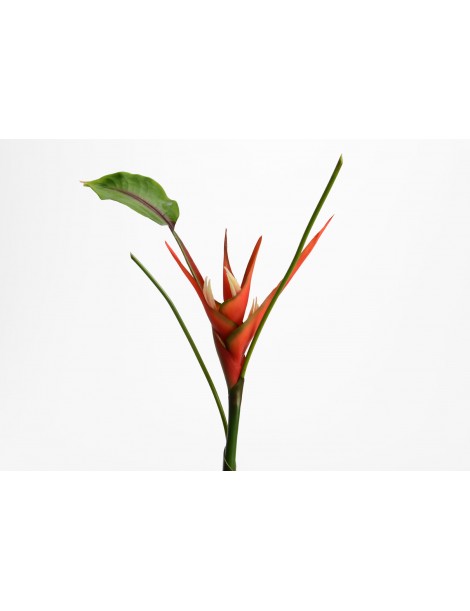 ANTHURIUM SPRAY H83 CORAL