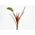 ANTHURIUM SPRAY H83 CORAL