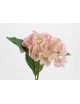 HORTENSIA OSTARA H78 ROSA