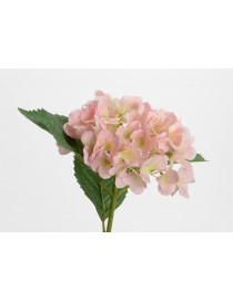 HORTENSIA OSTARA H78 ROSA