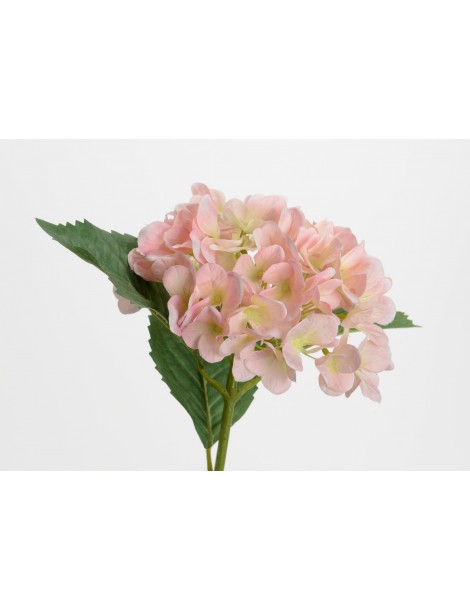 HORTENSIA OSTARA H78 ROSA