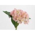 HORTENSIA OSTARA H78 ROSA