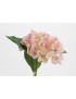 HORTENSIA OSTARA H78 ROSA