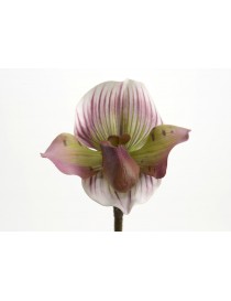 ORQUIDEA VENUS LADY 46CM ROSA