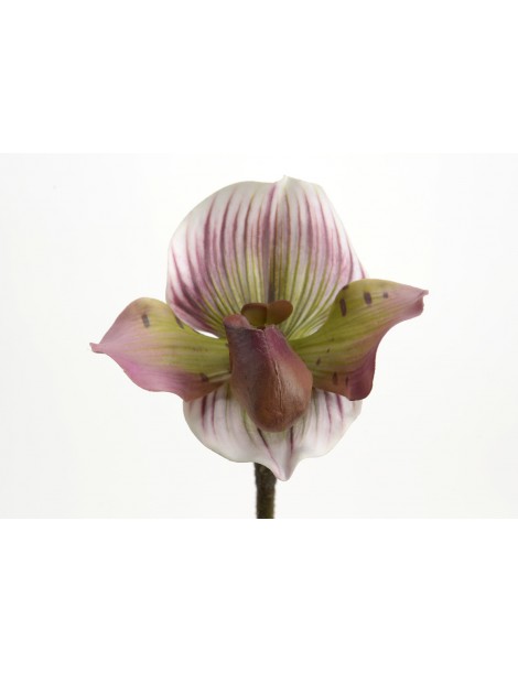 ORQUIDEA VENUS LADY 46CM ROSA