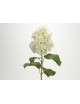 HORTENSIA GRANDIFLORA 70CM BLANCO