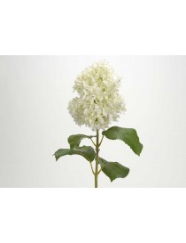 HORTENSIA GRANDIFLORA 70CM BLANCO