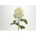 HORTENSIA GRANDIFLORA 70CM BLANCO