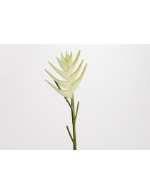 HELICONIA ANGUSTA H95 BLANCO