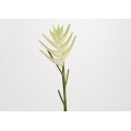 HELICONIA ANGUSTA H95 BLANCO