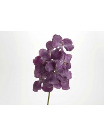 VANDA ROTHSCHILDIANA 60CM VIOLETA