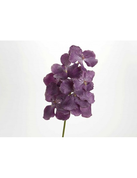 VANDA ROTHSCHILDIANA 60CM VIOLETA