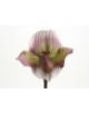 ORQUIDEA VENUS LADY 46CM ROSA