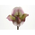 ORQUIDEA VENUS LADY 46CM ROSA