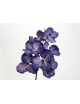 VANDA ROTHSCHILDIANA 60CM MORADA