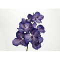 VANDA ROTHSCHILDIANA 60CM MORADA