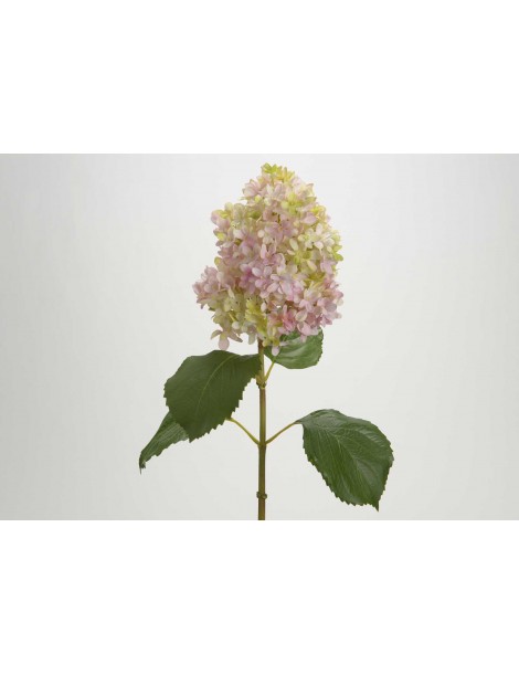 HORTENSIA GRANDIFLORA 70CM