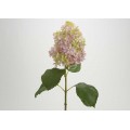 HORTENSIA GRANDIFLORA 70CM