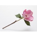 MAGNOLIA KING H50 ROSA