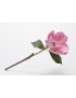 MAGNOLIA KING H50 ROSA