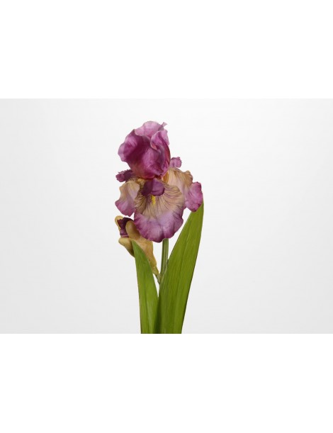 IRIS IBERICA H66 MALVA