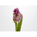 IRIS IBERICA H66 MALVA