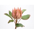 PROTEA ROYAL H56 ROSA