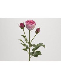 ROSA BOHEME 59CM