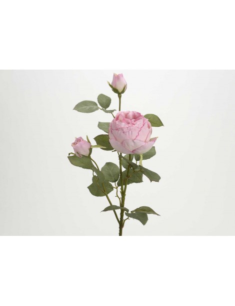 ROSA CANDY RAIN 69CM