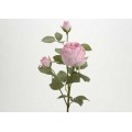 ROSA CANDY RAIN 69CM