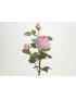 ROSA CANDY RAIN 69CM