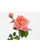 ROSA MELODY REALITY H53 CORAL