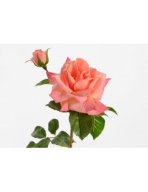 ROSA MELODY REALITY H53 CORAL