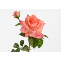 ROSA MELODY REALITY H53 CORAL