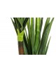 YUCCA ARTIFICIAL